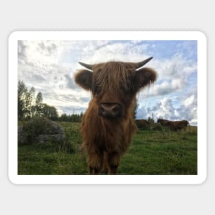 Scottish Highland Cattle Calf 2100 Sticker